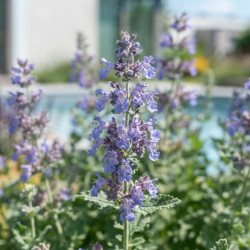 Nepeta × faassenii 'Purrsian blue' - Chataire
