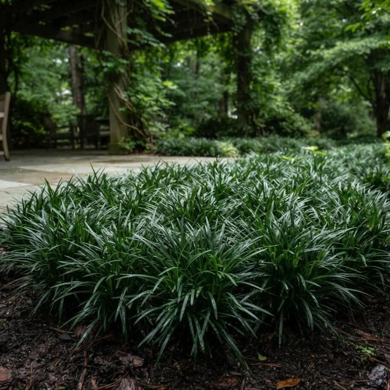Ophiopogon japonicus 'Minor' - Muguet du Japon