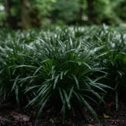 Ophiopogon japonicus 'Minor' - Muguet du Japon