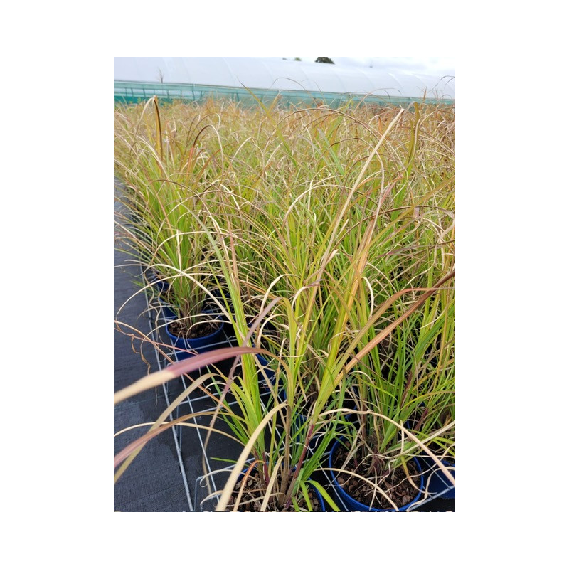 Miscanthus sinensis 'Miscanvert'