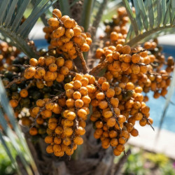 Butia capitata - Palmier