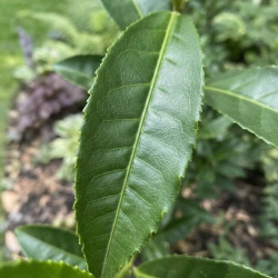 Camellia sinensis 'Bro Blavezh'