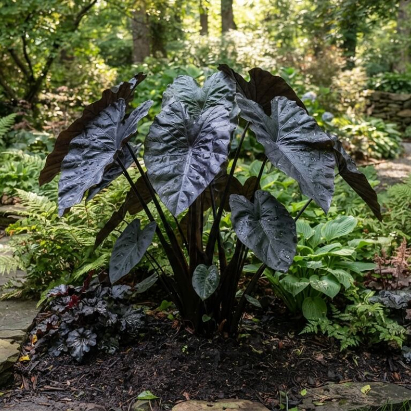 Colocasia esculenta 'Madeira' - Oreille d'Eléphant