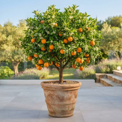 Citrus sinensis - Oranger