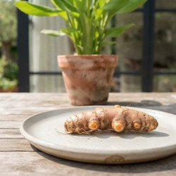 Curcuma longa