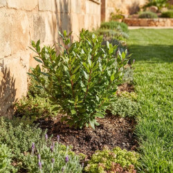 Laurus nobilis 'Little Ragu' - Laurier-sauce nain