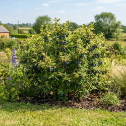 Lonicera kamtschatica 'Kiev' - Chèvrefeuille comestible