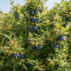 Lonicera kamtschatica 'Kiev' - Chèvrefeuille comestible