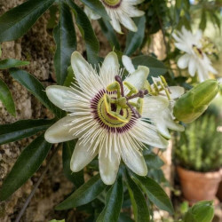 Passiflora caerulea 'Constance Elliott'