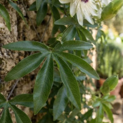 Passiflora caerulea 'Constance Elliott'