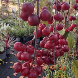 Malus 'Royal Beauty'
