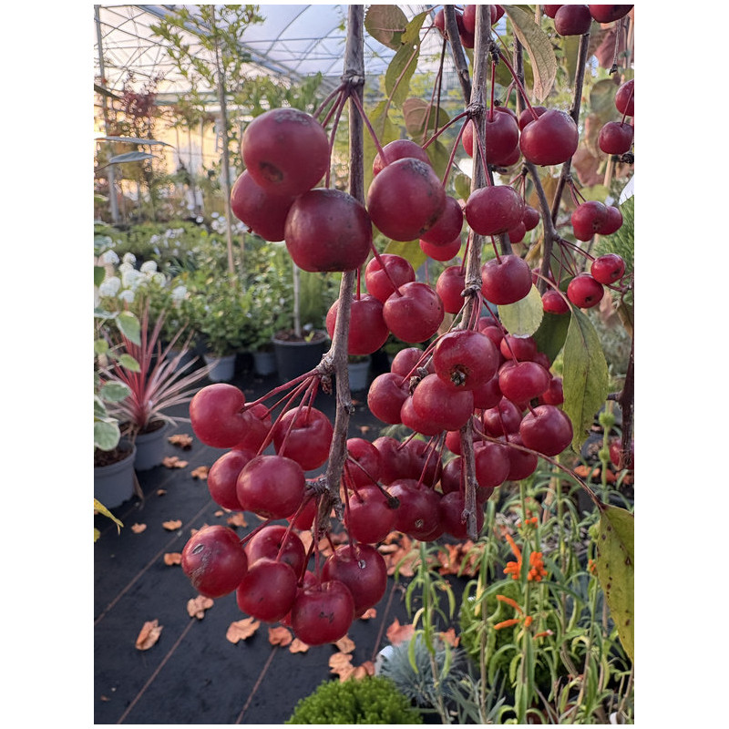Malus 'Royal Beauty'