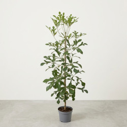 Cussonia spicata - Cussonia en épis