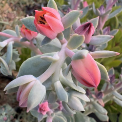 Echeveria 'Orana'