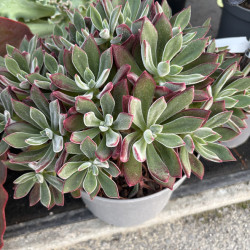 Echeveria pulvinata Devotion