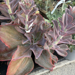 Echeveria 'Rider'