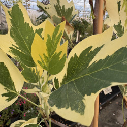 Liriodendron tulipifera 'Snow Bird' - Tulipier