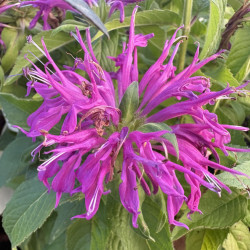 Monarda 'Balmy Lilac'
