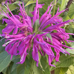 Monarda 'Balmy Lilac'