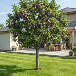 Prunus 'Metley' - Prunier japonais