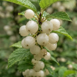 Prunus 'Snovit' - Cerisier Blanc