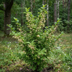 Prunus 'Snovit' - Cerisier Blanc