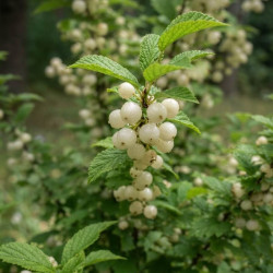 Prunus 'Snovit' - Cerisier Blanc