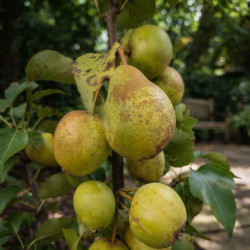 Pyrus bretschneideri 'Early Shu' - Poirier chinois