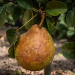 Pyrus bretschneideri 'Tsu-li' - POIRIER CHINOIS