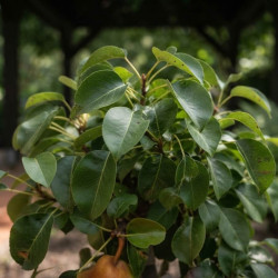 Pyrus bretschneideri 'Tsu-li' - POIRIER CHINOIS