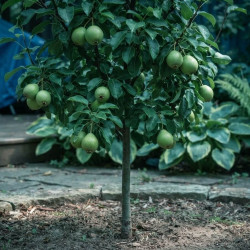 Pyrus bretschneideri 'Yal-li' - POIRIER CHINOIS