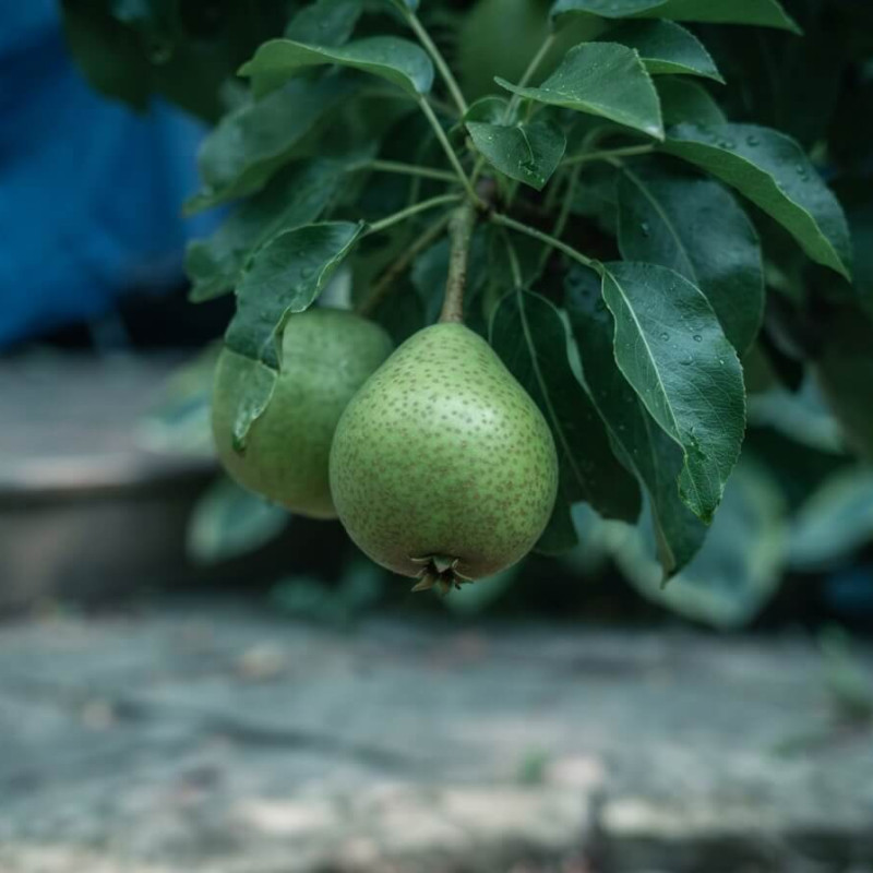 Pyrus bretschneideri 'Yal-li' - POIRIER CHINOIS
