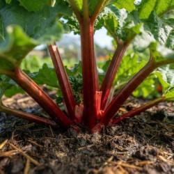 Rheum x hybridum 'Victoria' - Rhubarbe