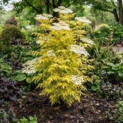 Sambucus nigra 'Golden Tower' - Sureau noir
