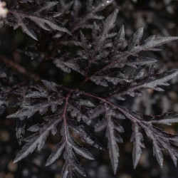 Sambucus nigra 'Laced Up' ® - Sureau noir