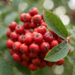 Sorbopyrus 'Rubinowaja' - Sorbier hybride