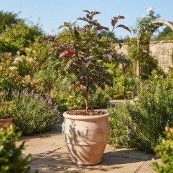 Sorbus 'Burka' - Sorbier hybride