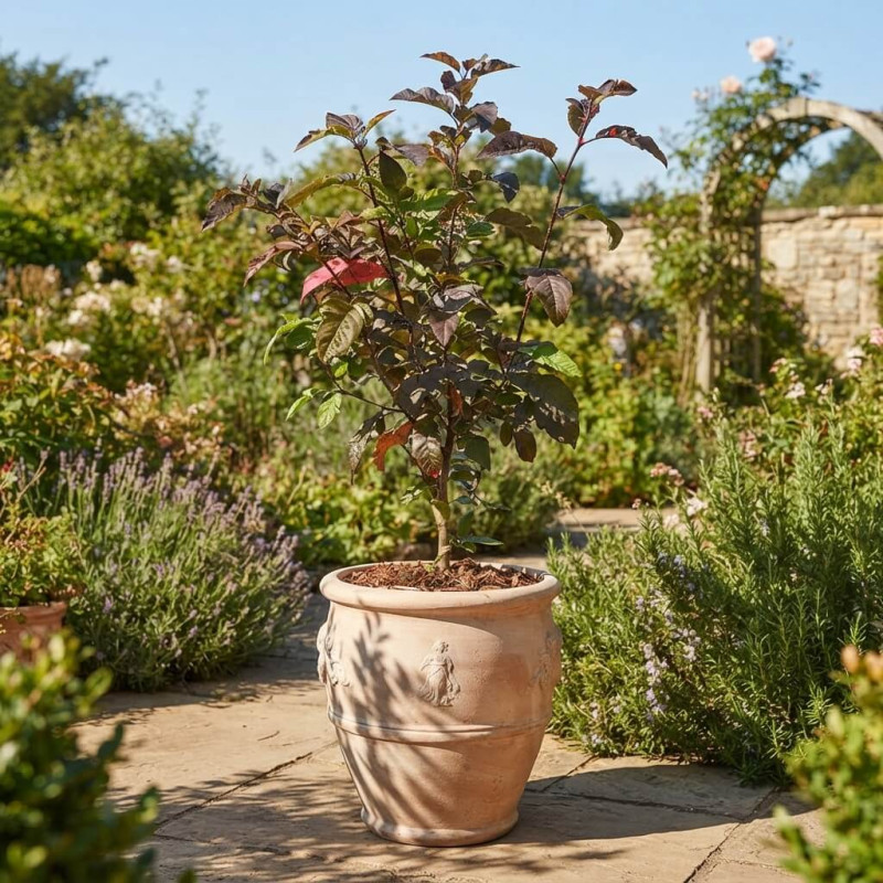 Sorbus 'Burka' - Sorbier hybride