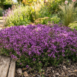 Thymus serpyllum 'Purple Beauty' - Serpolet Couvre-Sol Pourpre