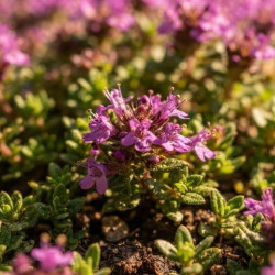 Thymus serpyllum 'Purple Beauty' - Serpolet Couvre-Sol Pourpre