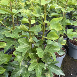 Fatshedera japonica - Faux Aralia lierre