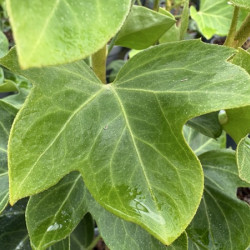 Fatshedera japonica - Faux Aralia lierre