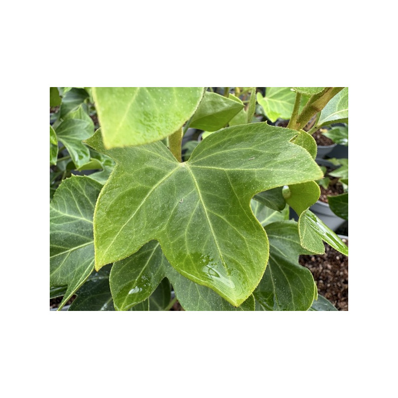 Fatshedera japonica - Faux Aralia lierre