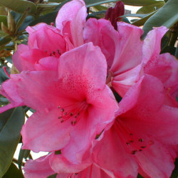 Rhododendron ‘Anna Rose...