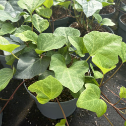 HEDERA algeriensis - lierre d'Algérie