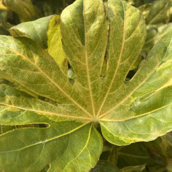 Fatsia japonica 'Camouflage' - Aralia du Japon panaché