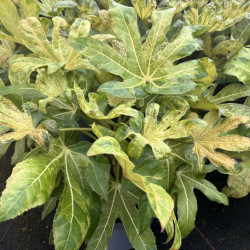 Fatsia japonica 'Camouflage' - Aralia du Japon panaché