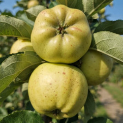 Malus domestica 'Calville Blanc d'été' - Pommier