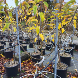 Malus domestica 'Calville Blanc d'été' - Pommier