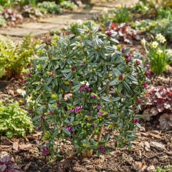 Daphne tangutica